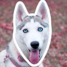 Ashery的个人资料头像