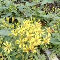 雾里看花522884头像