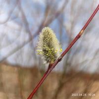 老刘马自达头像