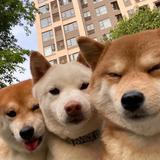 识于秋头像
