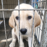 二手车搬运工李Sir头像