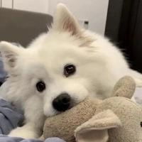 疯小楼头像