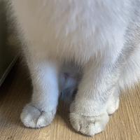 已养一只银渐层头像