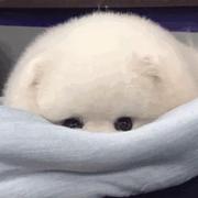 aganjiuswo的个人资料头像