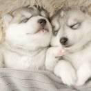 嘎斯柠的个人资料头像