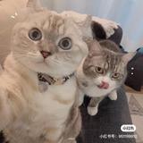 深夜小肥羊头像