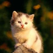 爱啃胡萝卜的小鱼干的个人资料头像