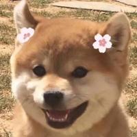 七个牙路头像