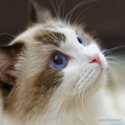 套上名为A的枷锁的个人资料头像