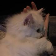 喵了个喵448的个人资料头像