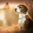 黯燚的个人资料头像