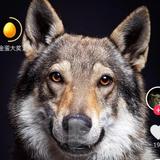 孙少初头像