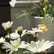 盆盆咋的个人资料头像