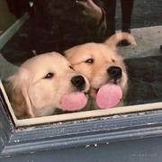 只会cv的攻城狮的个人资料头像