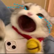 纯爱战神885的个人资料头像