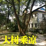 岫岩都市园林头像