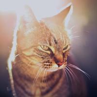 Leo的凸透镜头像