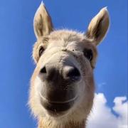 秦南_Di词的个人资料头像