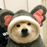 坦荡浩头像