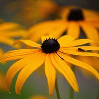 童谣72363577头像