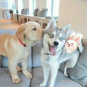 哈士奇就是哈士奇呗的个人资料头像