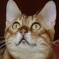 淡泊的青山LC头像