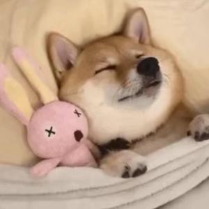 肥肥大狗头头像