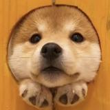 柴柴犬君头像