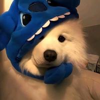 物语推文家头像