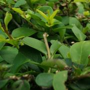 Rosens的个人资料头像