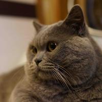 行政级研究员头像