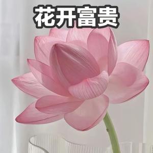 花开富贵头像