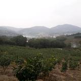 南阳蜜柚农场头像