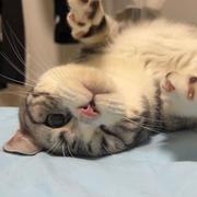 阿_欣_的个人资料头像