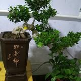 宋森427头像