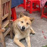 只有那么长的名字傻子才会跟着念头像