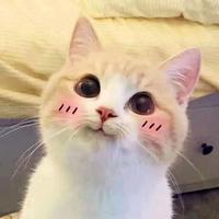 杨猫猫丶头像