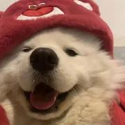 Liv3Chen的个人资料头像