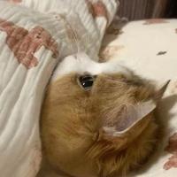 爱猫的小少爷头像