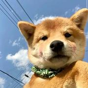 刘小脑袋的个人资料头像