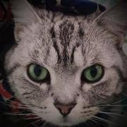 Adooo的个人资料头像