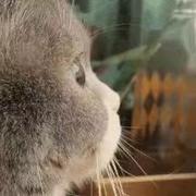 星绰的个人资料头像