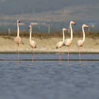 新能源看客头像