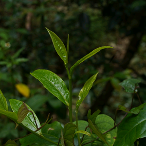 好好喝茶茶叶店头像