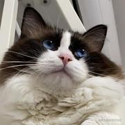 津门吴彦祖的个人资料头像