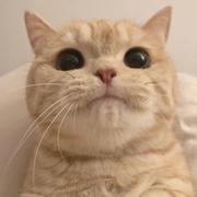 伽蓝夜雨的个人资料头像