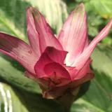 樱花纷飞满天繁星头像