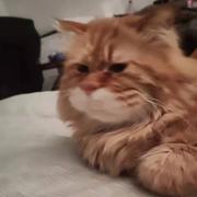 Mocuishle的个人资料头像