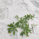 魚子醬8头像