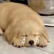 曼策的个人资料头像